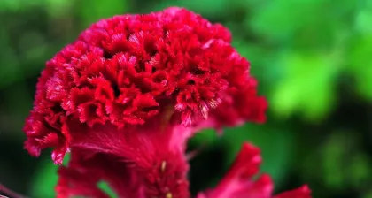 Analysis of the Nutrition and Effects of Celosia (Exploring the Amazing Nutrition and Effects of Celosia, Comprehensively Analyzing Its Medicinal Value and Health Benefits)
