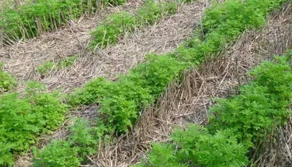 A Complete Guide to Growing Schizonepeta in Henan (Details on Planting Months, Location, Seed Selection, Growth Environment, and Maintenance Techniques)