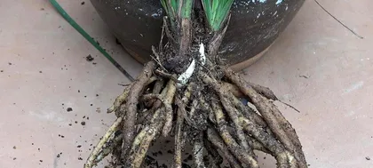 How to choose the most suitable soil for orchid cultivation? (Master the key to orchid cultivation - selecting the right soil)