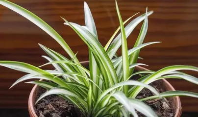 The Feng Shui benefits of keeping a Chlorophytum at home (the good luck and blessings brought by Chlorophytum)