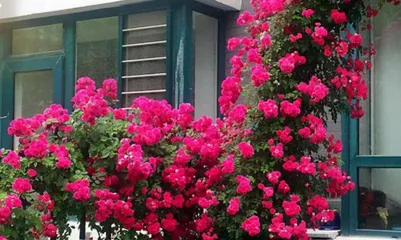 Can you plant mock orange at home? (Teach you how to grow mock orange and enjoy its rich fragrance)