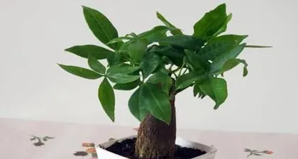 What kind of plants are good for feng shui in the boss's office? (Bring vitality and energy to your office)
