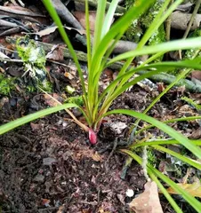 A Comprehensive Guide to Orchid Cultivation and Growth Cycle (From Planting Time to Growth Cycle, Teaching You How to Grow Orchids Well)