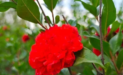 Analysis of Flower Species Suitable for Planting in Hebei (Understand Hebei's Climate Conditions, Choose the Most Suitable Flower Varieties for Growth)