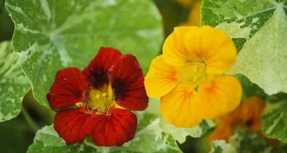 旱金莲, a resilient perennial plant (Exploring the growth habits and application prospects of旱金莲)