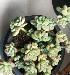 The Propagation Methods and Precautions of Echeveria 'Lardo' (How to Propagate Echeveria 'Lardo', Precautions Must Not Be Overlooked)