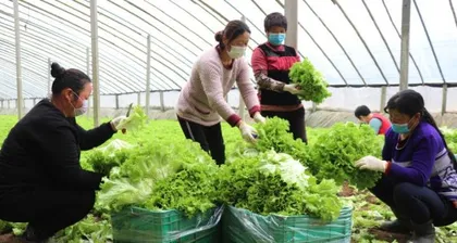 What is the specialty of agriculture in Hebei? (Exploring the types and characteristics of Hebei's crops)