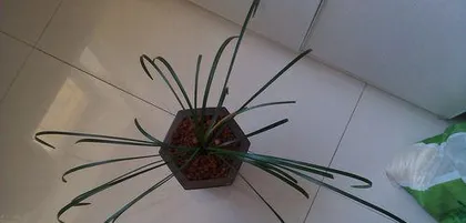 What should I do if the orchid has bugs? (How to effectively control orchid pests?)