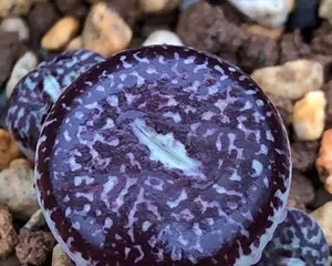 The Cultivation Method of Echeveria 'Ponytail' (Easy to Grow, Full of Fleshy Texture)