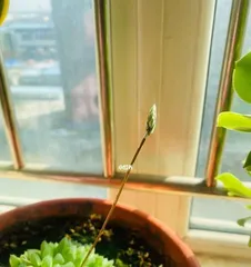 The after-care method for Echeveria blossoms (providing the best care for your Echeveria)