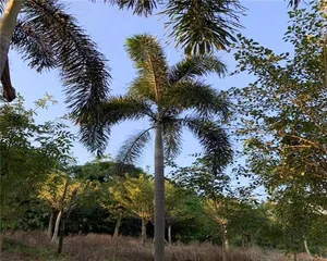What kind of trees are suitable for planting in Hainan? (Discussing the climate and soil conditions of Hainan Island to find suitable tree species for cultivation.)