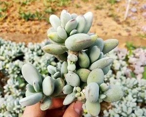 Recommendations for succulent clumping varieties (Exploring the beauty of succulent clustering)