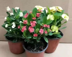 How to propagate Begonia rex-cultorum hydroponically? (Master these tips to make your Begonia rex-cultorum root and sprout quickly)