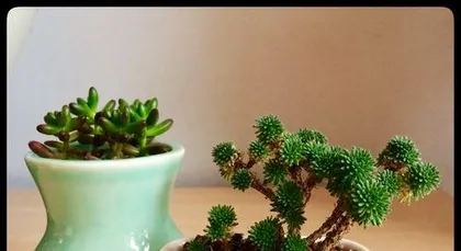 The cultivation methods and precautions for Echeveria 'Coral Ball' (easy to care for, strong ornamental value, nutrient-rich succulent plant)
