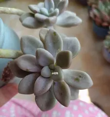 How to scientifically care for Echeveria 'Allenii' (Daily Care and Pest Control Techniques for Echeveria 'Allenii')
