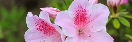 Cultivation Methods for Azaleas During Flowering Season (Creating a Brilliant and Colorful Spring Flower Sea)