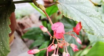 Detailed Explanation of Pyracantha Cuttings Propagation (Easily Master Pyracantha Cuttings Techniques to Make Your Garden Colorful and Vibrant)