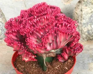 Succulent Kirin, a life of diverse colors (Explore the world of succulent kirins and discover this amazing group of plants)