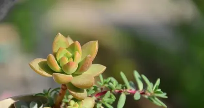 How to Care for Echeveria 'Ariana' (From Planting to Maintenance, Teach You to Create a Green Home for Echeveria 'Ariana')