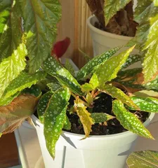 Detailed Techniques for Propagating海棠 by Cuttings (A New Sustainable Green Planting Option, Revealing the Methods for海棠 Rooting Propagation)