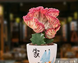 Cultivation Methods and Precautions for Echeveria 'Lion King' (Creating Exquisite Succulent Planters to Make the Lion King Succulent a Home Ornament)