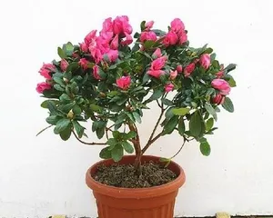 Cultivation and Care of Azaleas (Precautions and Care Techniques, Quickly Create a Beautiful Garden)