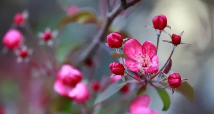 Care Methods After the Flowering of Pagoda Crabs (Making Pagoda Crabs Bloom Longer - Teaching You How to Properly Handle Post-Flowering Issues)