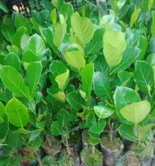 Why do Jackfruit trees shed leaves in winter? (Winter care and protection measures for Jackfruit)