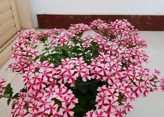 Complete Guide to Grass Flower Care (From Selection to Watering, Easily Create Beautiful Grass Flowers)