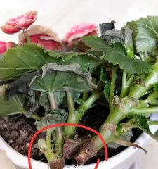 The watering method and time for hawthorn (to make your hawthorn bloom healthier and more lush)