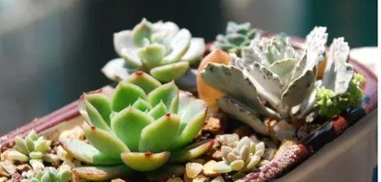 The Relationship Between Succulents and Sunlight (Are succulents afraid of the sun? How to get the right amount of sunlight?)