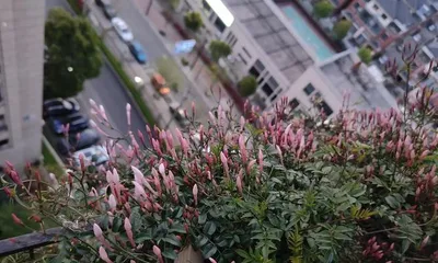How to plant Jasminum polyanthum appropriately? (Potting and maintenance tips)