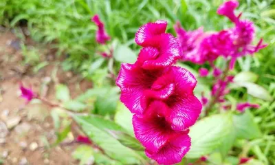 Herbaceous Plants: Understanding Their Types and Characteristics