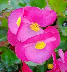 Watering Techniques for Four-Season Begonias (Different watering frequencies in spring, summer, autumn, and winter)