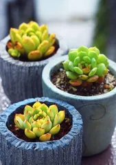Are succulents really afraid of the sun? (Unveiling the adaptability of succulents to sunlight and care tips)