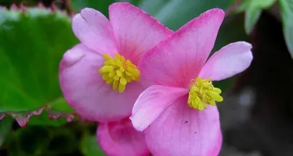 The best planting time for hawthorn seeds (choose the most suitable time to make your hawthorn bloom more beautifully)