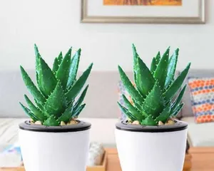 The Cultivation and Precautions of Aloe Vera in a City Without Night (Creating a Healthy and Beautiful Aloe Vera Home)