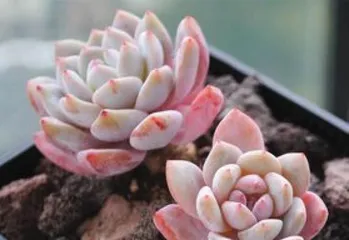 Winter Care for Succulents (Succulents are cold-tolerant and freeze-resistant, how to safely get through winter?)