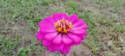 The Types and Care of Perennial Herbaceous Flowers (Master the Techniques of Growing Perennials to Bring Vitality to Your Garden)