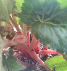The Cutting Method of Flowering Quince (Easy to Master, Let Your Flowering Quince Propagate More Beautifully)