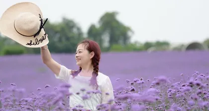 The meaning of different colored lavender (exploring the connotations and significance of various colors of lavender)