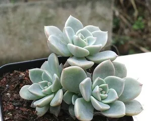 Explore the world of succulents (Get to know the 15 major varieties and their characteristics)