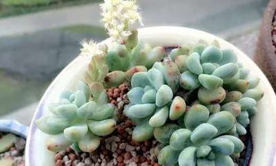 The Care of Succulent Echeveria in Pots (Step-by-Step Guide to Creating a Green Oasis, Helping Your Echeveria Grow Healthier and Stronger)