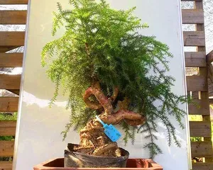 Cultivation Methods and Precautions for Australian Pine Bonsai (Creating Bonsai Beauty, Starting with Australian Pine)