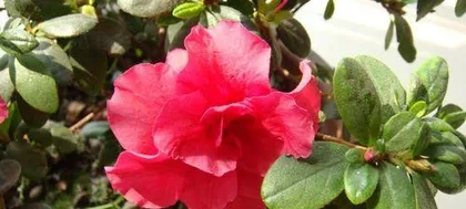 Creating a colorful flower sea: The complete guide to caring for rhododendrons (from selecting seeds to fertilizing, easily master the skills of rhododendron cultivation)