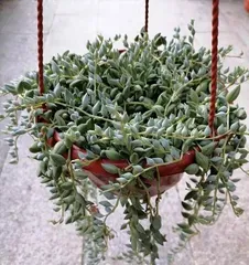 Guide to Caring for Succulents in Winter (Maintain temperature and humidity to let succulents safely overwinter)