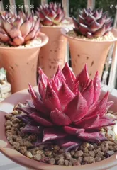 Key care tips for HaworthiaRobusta (HaworthiaRobusta care methods and maintenance techniques to make you a succulent expert)