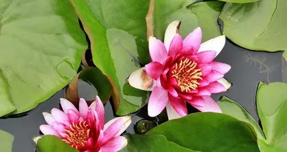 The meaning of different colored lotuses (Exploring the colors and meanings, interpreting the lotus's heart)