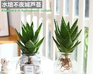 The Cultivation Methods and Precautions for Aloe Vera (Creating a Healthy and Beautiful Aloe Vera)