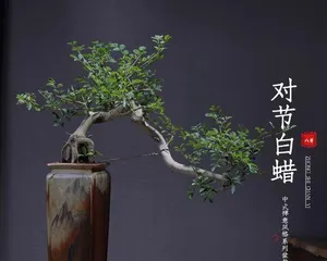 Tips for Indoor Zelkova Care (Maintain proper humidity and temperature for easy and healthy growth of Zelkova)